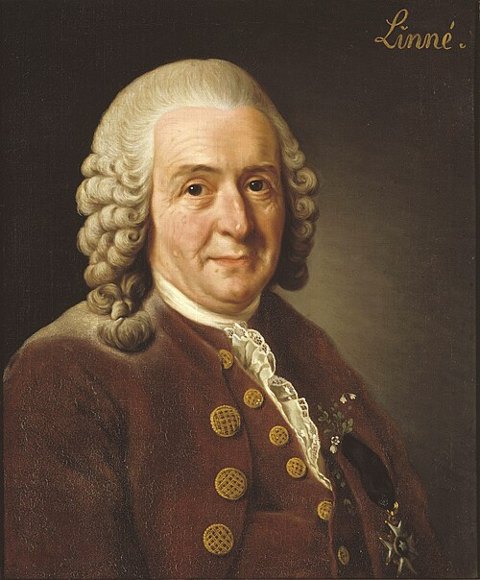 Retrato de Carl von Linné